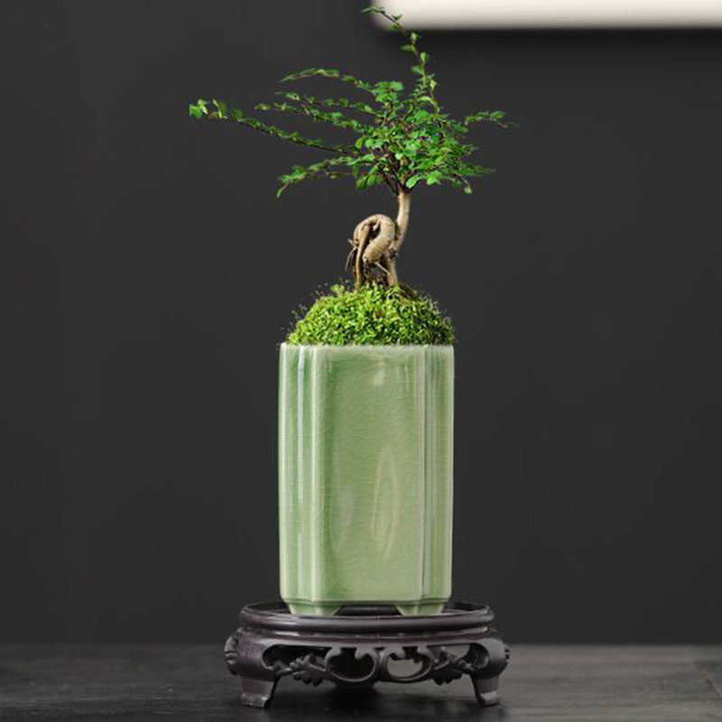 Bonsai Garden Art - 도자기 광장 청자 유약 난초 화분